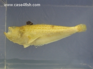 Foto Galerie/Perciformes/Percoidei/Echiichthys vipera/Echiichthys vipera_07_S.jpg